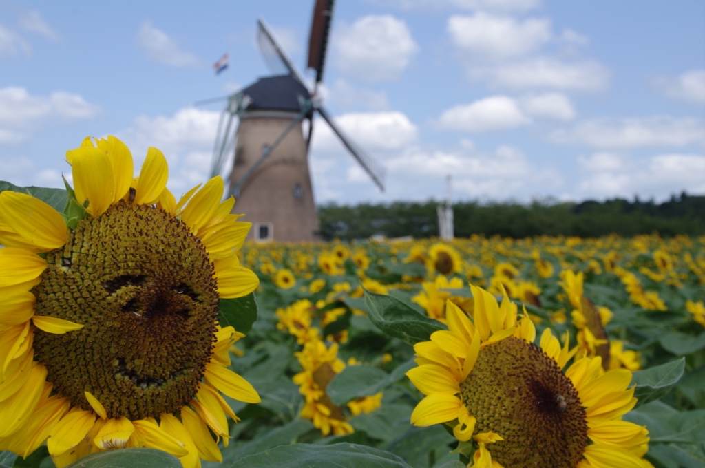 Windmill Sunflower Garden