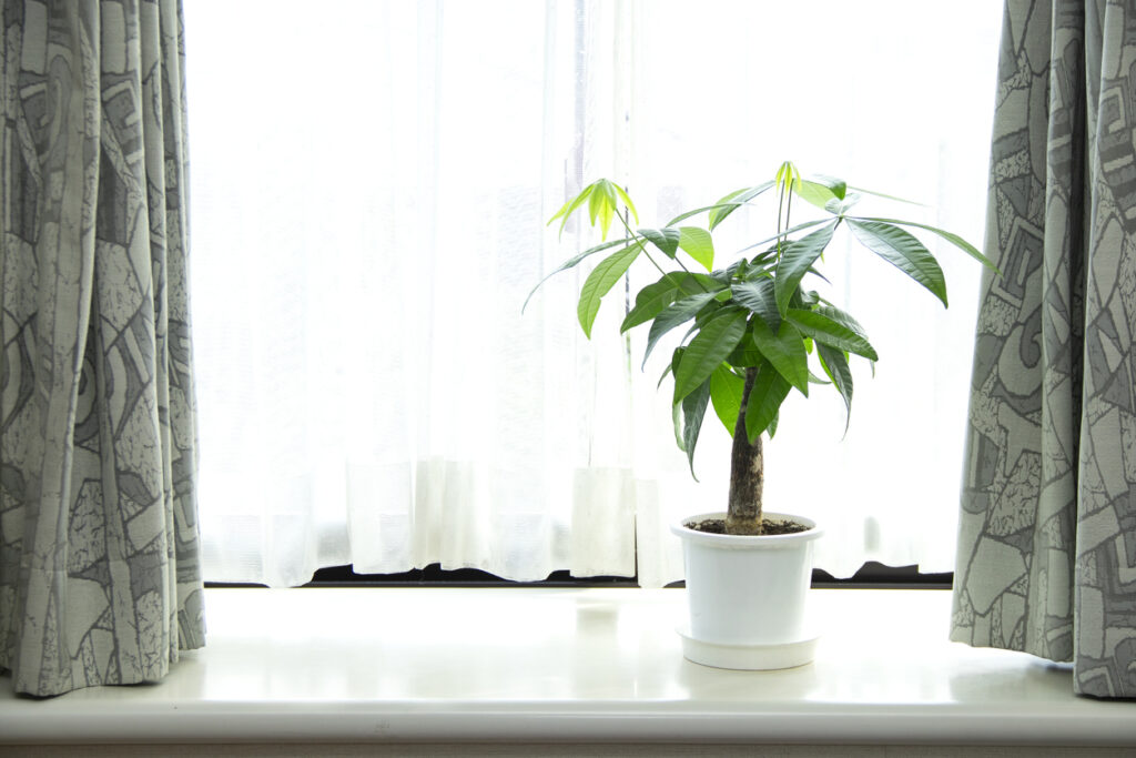 Interior Green: The Best Indoor Plants for Your Japanese Apartment