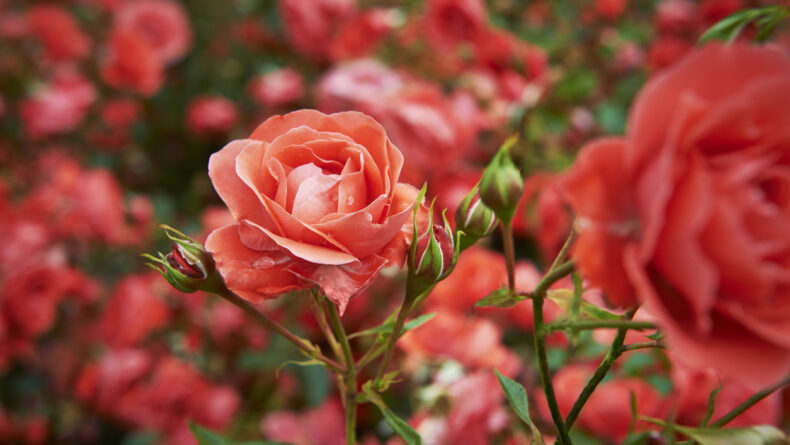 5 Stunning Rose Gardens In And Around Tokyo