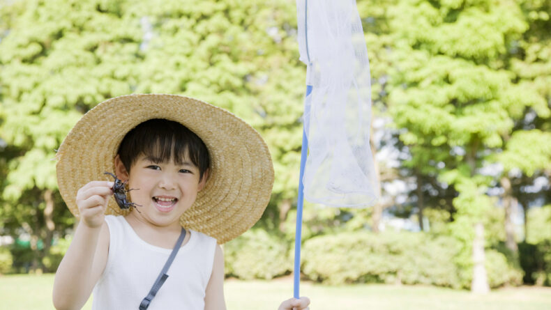 Bug-Catching in Japan: A Simple Summer Pleasure