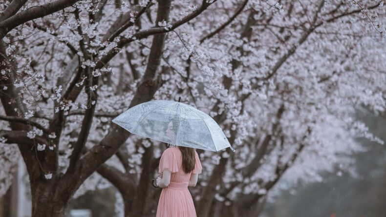 Savvy Tokyo Sakura Photo Contest 2023: Our Top 10 Photos